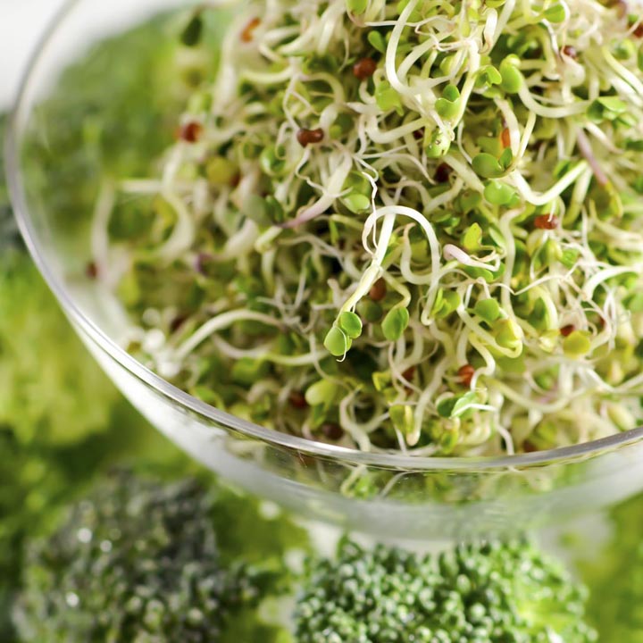broccoli sprouts seeds organic